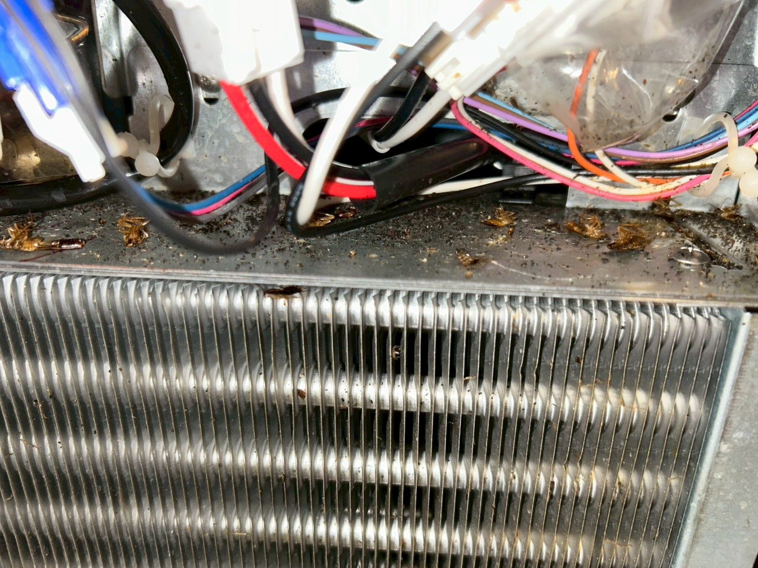 什器内部に形成されたチャバネゴキブリのコロニー