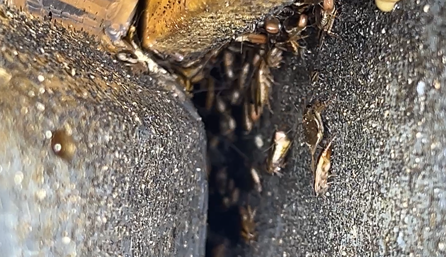 油跳ねガードの裏に潜伏していたチャバネゴキブリ